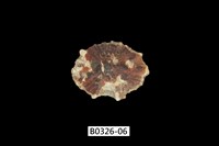 藏品(黑松螺)的圖片